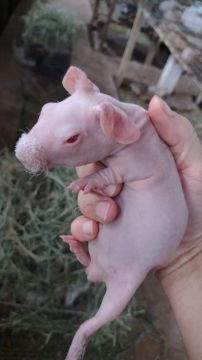 Porquinho da Índia Sem pelos Skinny Himalaio Filhote