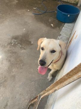 Labrador Fêmea disponível para venda!