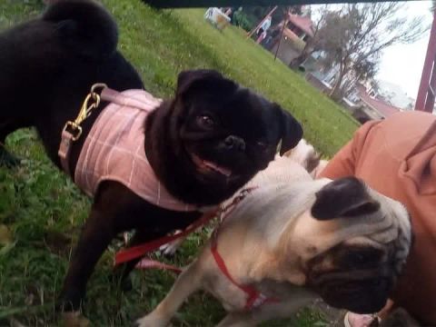Reserva Filhotes de pug