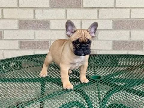 Filhote de Bulldog Francês