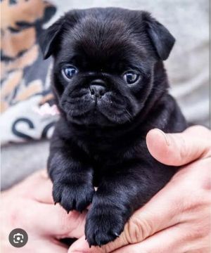 Filhote Pug Preto femia e abrico femia e.macho