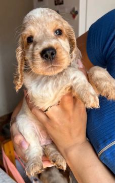 Cocker Spaniel Inglês 