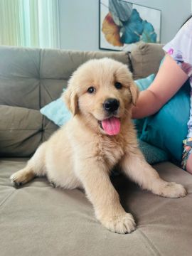 GOLDEN MACHO 2 meses