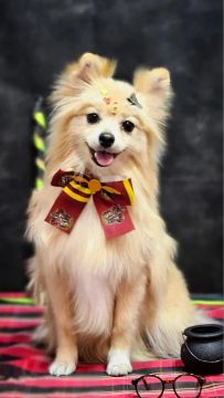 Fêmea Spitz Alemão 
