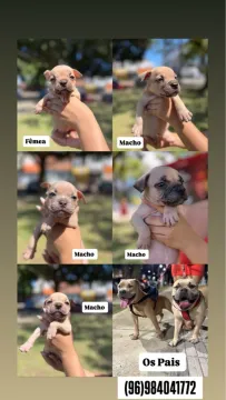 Filhotes de american bully e pitbull momster