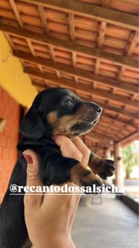 Filhote de Teckel (Daschsund) salsicha 