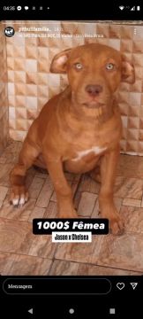 Pitbull monster Fêmea 3 Messes