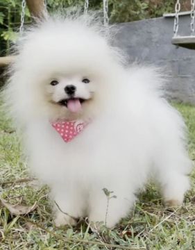Filhotes de spitz ALTO PADRÃO 
