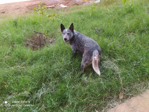 Australian Cattle Dog, BLUE Heller 