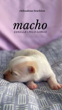 Chihuahua Macho com pedigree