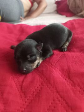 Filhote de pinscher 