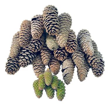Kit 20 Pinha Natural Natal Enfeite Decoração Árvore De Natal