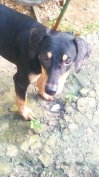 Cachorra fêmea pra doação 