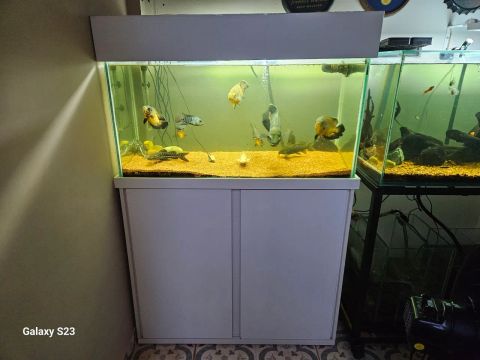 Aquário de 200 Litros + Móvel + Samp
