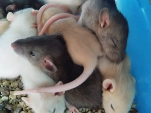 rato camundongo