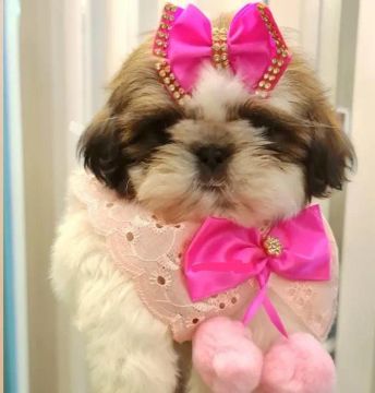 Shih Tzu Fêmea - Linda e Carinhosa