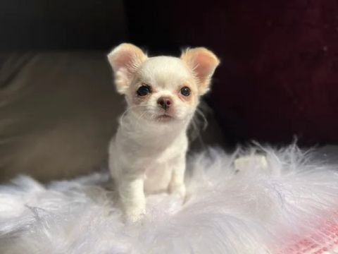 Chihuahua Tricolor Macho - Fiel, Minúsculo e Encantador!