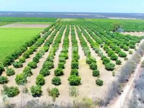 Fazenda à venda com 12 hectares de manga em produção, CASA NOVA - BA
