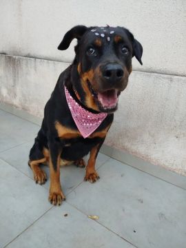 Rottweiler Fêmea Adulta