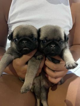 Filhotes de pug a venda 