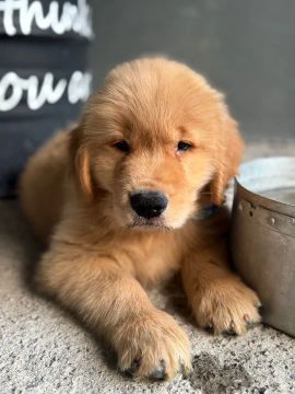 Filhote Golden Retriever
