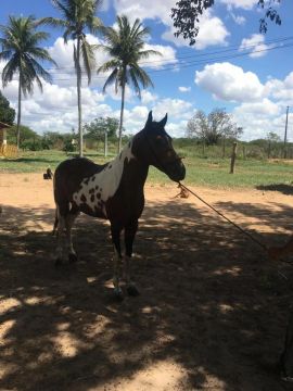 CAVALO MANGA LARGA