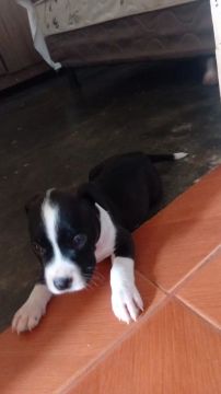 Filhote Pitbull -1 mês ev6 dias de vida 