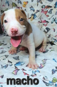 Filhotes de pitbull 50% monster 