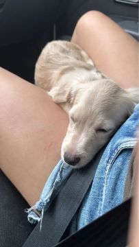 Cachorro poodle filhote 4 meses
