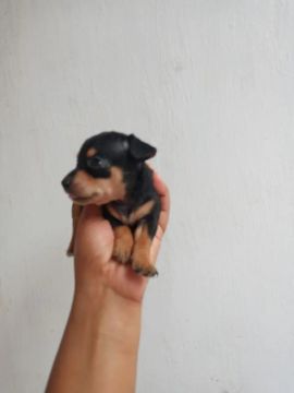 Linda Pinscher Miniatura