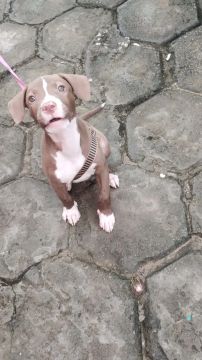 Filhote de Pitbull
