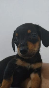 Filhote de Dachshund macho