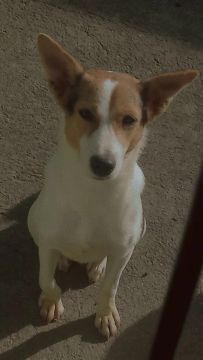 Cadela pra doação 