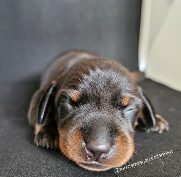 Filhote de Dachshund (salsichinha/tekel)