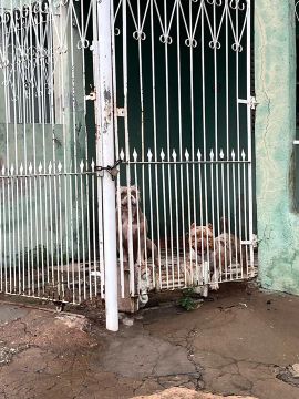 VENDO casal de american bully poket
