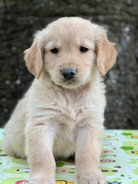 Golden Retriever fêmea com 67 dias, 1 dose da vacina V10 importada-Daniela