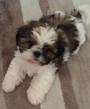 Shih Tzu Filhotes, felicidade tem focinho molhado e um rabinho abanando! 