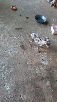 Pinscher com chocomerle com 5 mês 