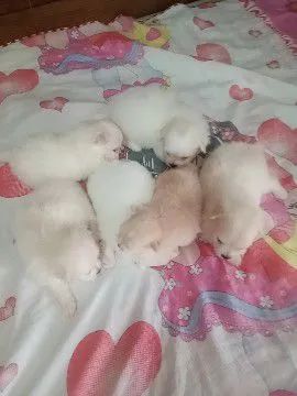 Filhotinho de Spitz alemão anão 