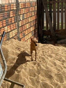 Cachorro pincher 2