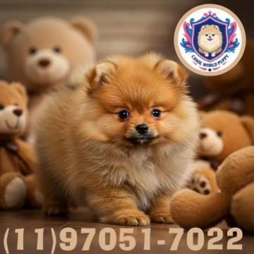 Lulu da pomerania macho 