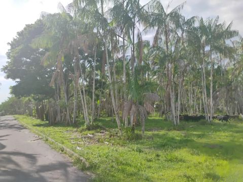 FAZENDA DE AÇAÍ