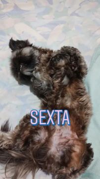 Cachorro Shih Tzu para adoção