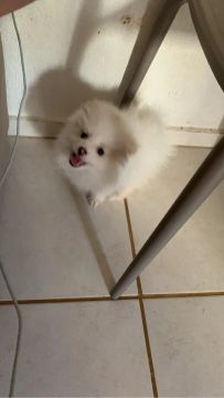 Filhote de Spitz Alemão