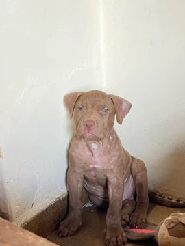 Pit monster 