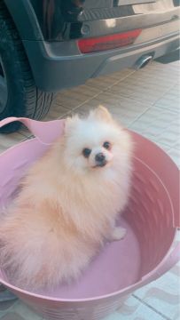 Spitz alemão anao lindo companheiro