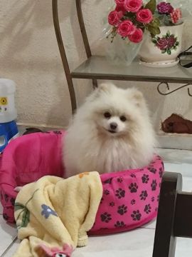 Lindo cachorro splitz alemão lindo splitz 