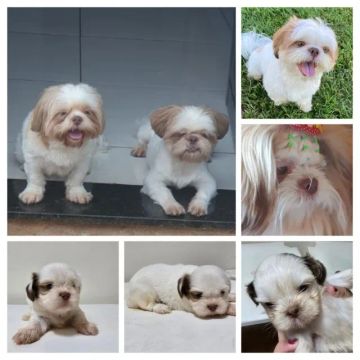 Filhote de shihtzu 