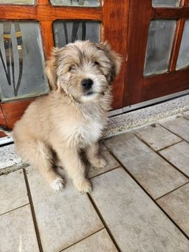 Filhote de Cachorro - Fofo e Brincalhão