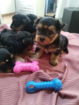 Filhotes de Yorkshire Terrier